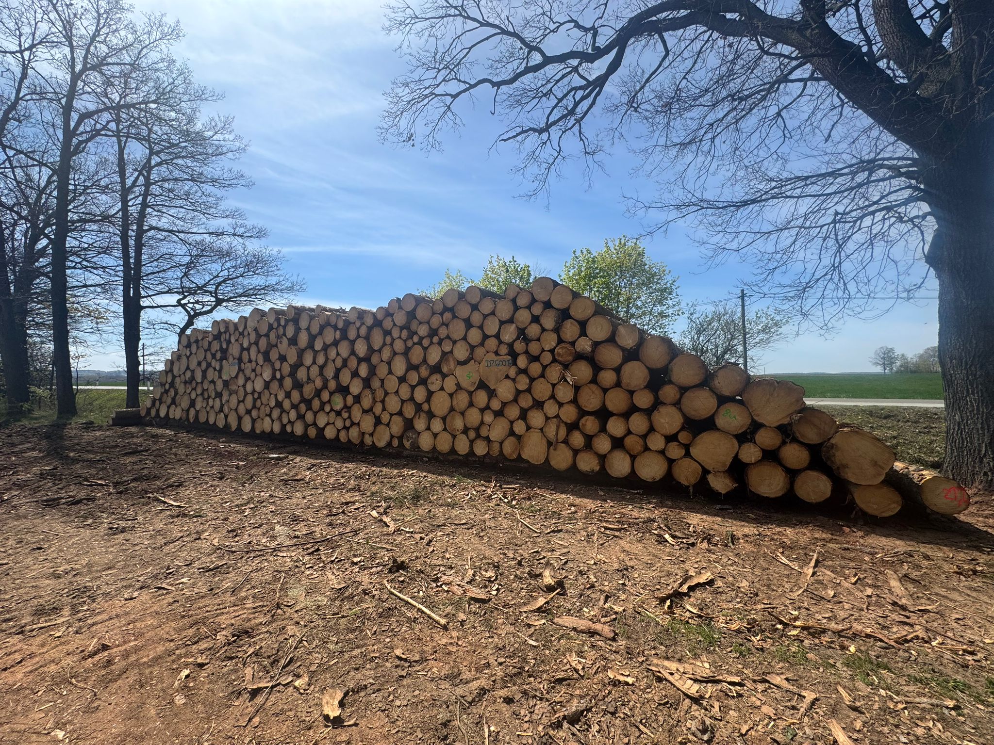 Großer Holzpolter am Waldrand