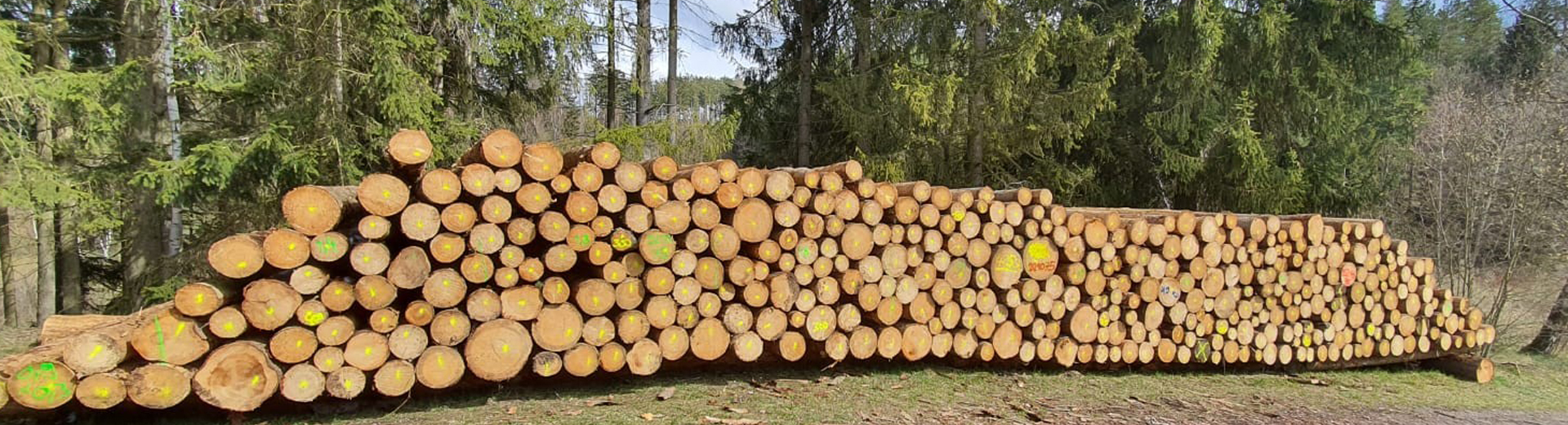 Holzpolter im Wald
