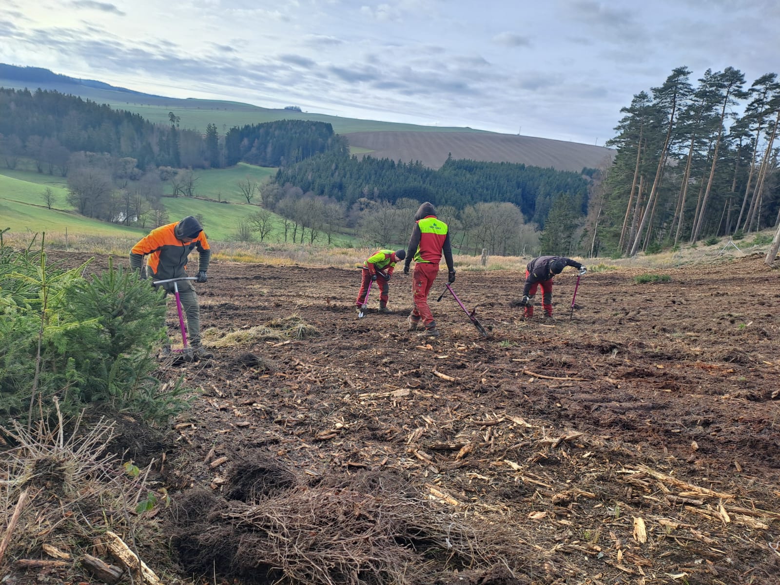 Team pflanzt Setzlinge auf Aufforstungsfläche