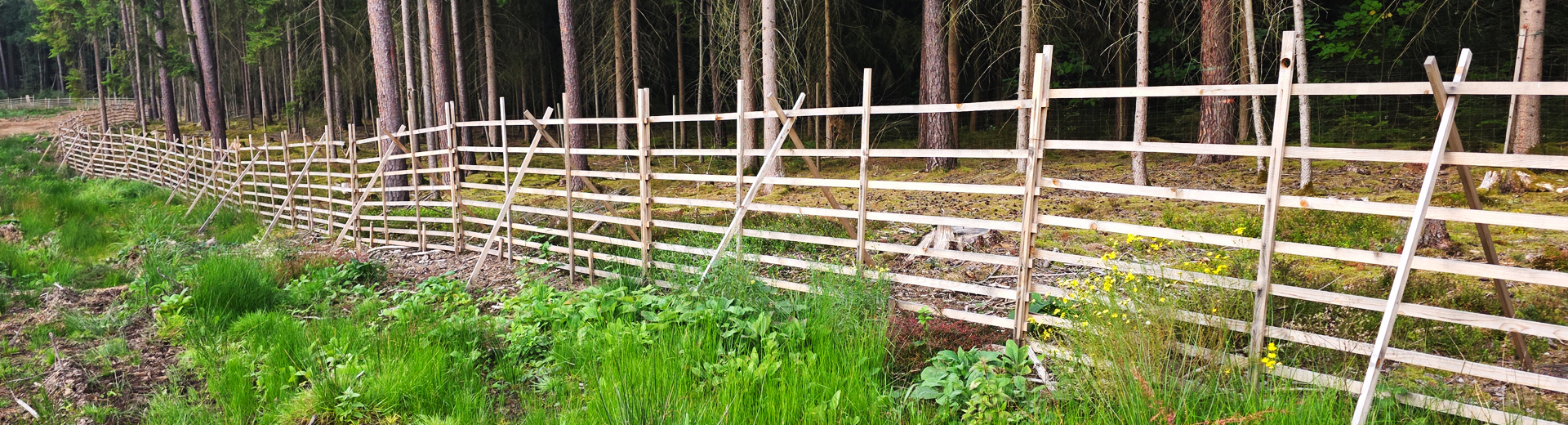 Hordengatter am Waldrand