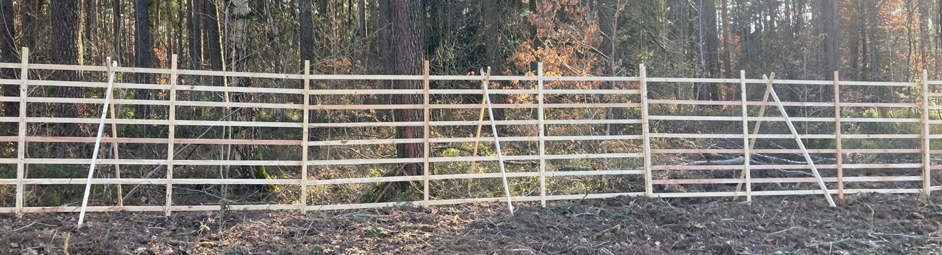 Hordengatter im Herbstwald